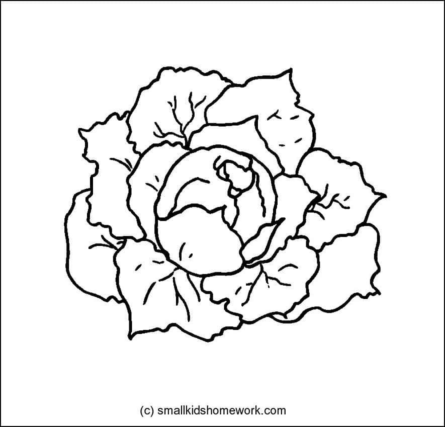 cabbage-outline-image