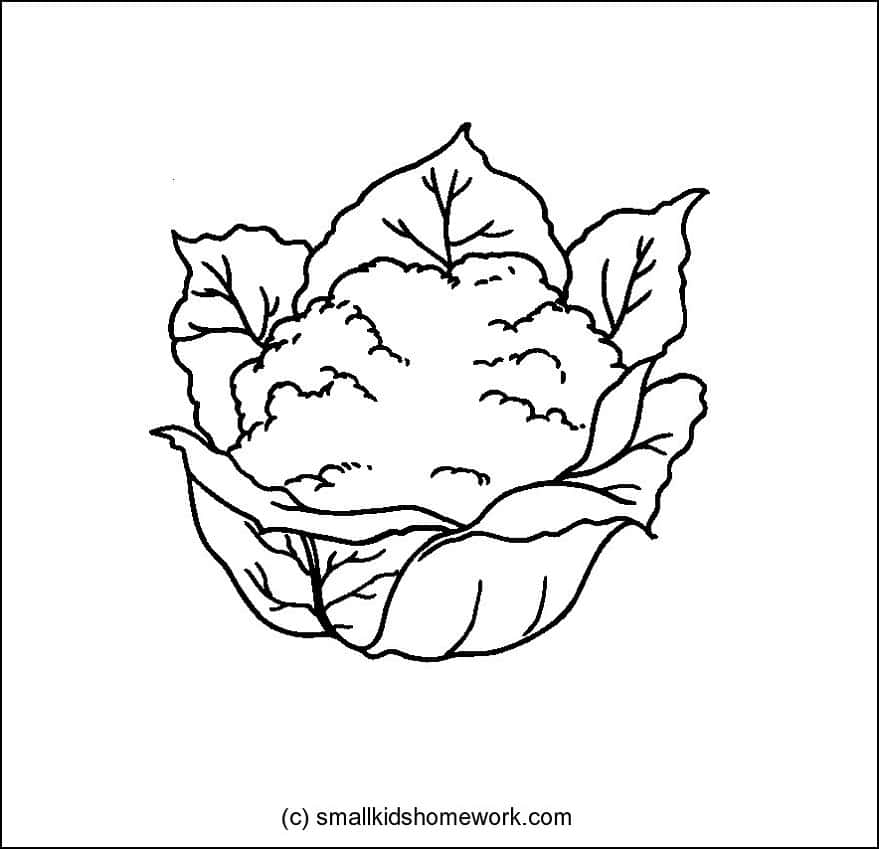 cauliflower-outline-image