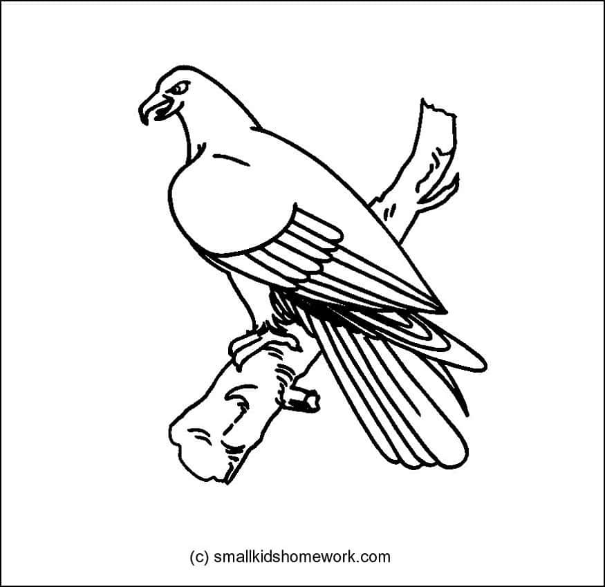 eagle-outline-picture