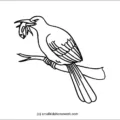 kingfisher-outline-image