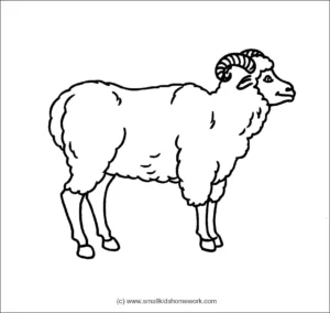 sheep outline picture