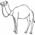 camel outline picture