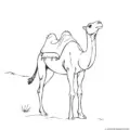 camel-outline-picture