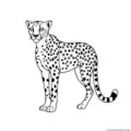 cheetah-outline-picture