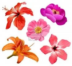 flowers