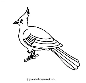 bulbul-outline-picture