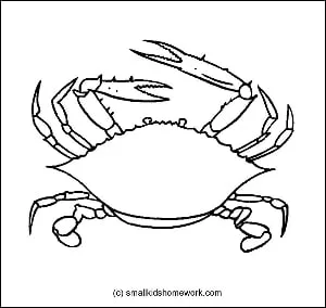 crab-outline-image
