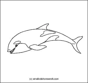 killer-whale-outline-image