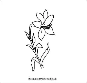 lily-outline-image