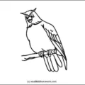owl-outline-picture
