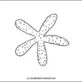 starfish-outline-image