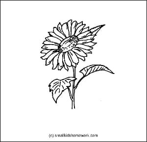 sunflower-outline-image