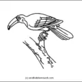 toucan-outline-picture