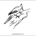 woodpecker-outline-picture