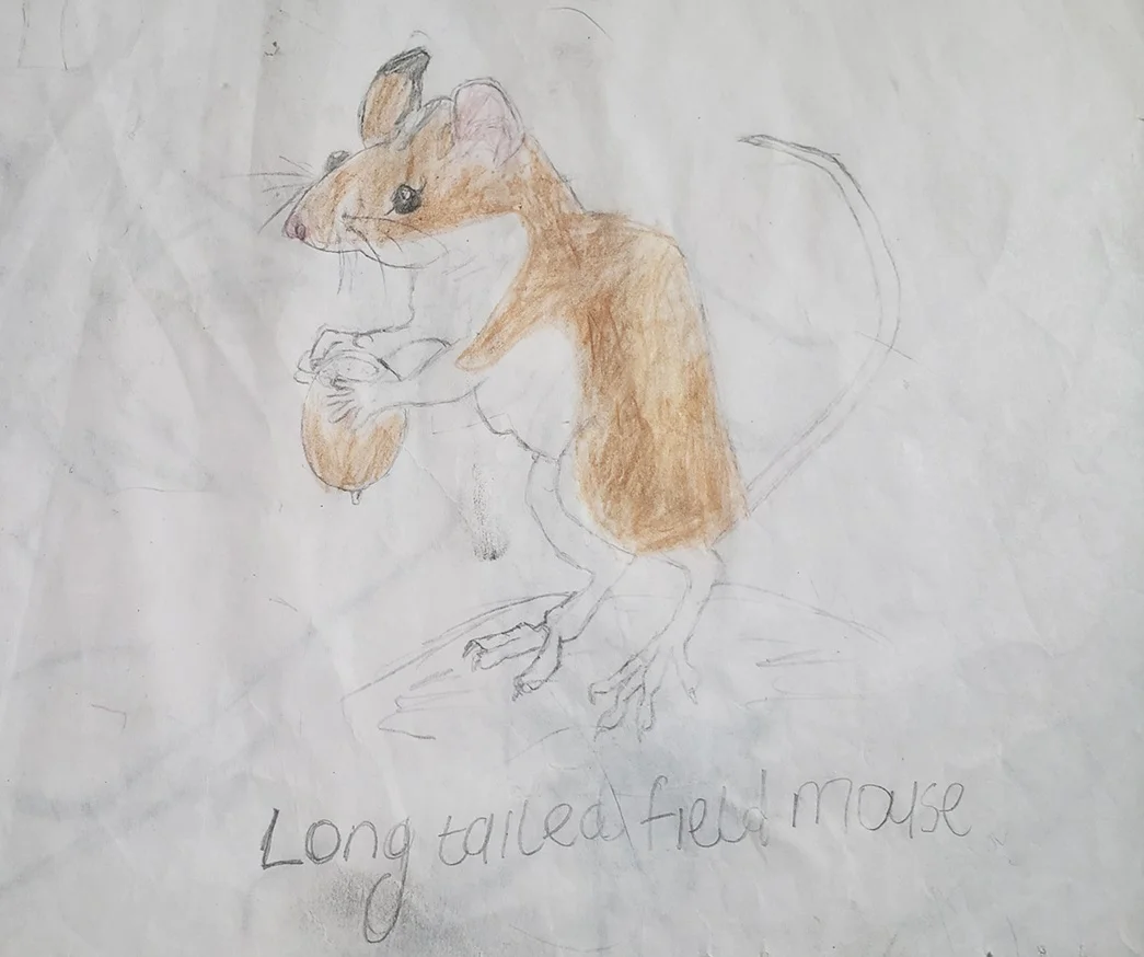long-tail-field-mouse-crayondrawing