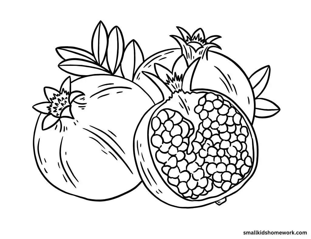 pomegranate-outline-picture-2